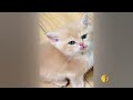 Funny Dogs And Cats Videos 2023 🤤 - Best Funniest Animal Videos Of The Month #6