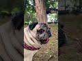 Maurice The Pug in Cluj Napoca’s Central Park