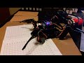 Sunfounder Quad Crawler Calibration Test