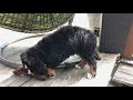 Bernese Mountain Dog Puppy / New Home / First Days / Vlog 2020