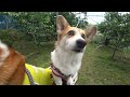 コーギーとサクランボを食べに行こう！Let's go eat cherries with the corgi!