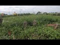 Florida Burrowing Owls Filmed In South Florida