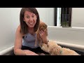 Mini Goldendoodle Puppies Hear A New Startling Sound