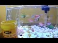 how to feed your fish