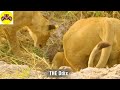 30 Moments when wild boar was attacked by lions and hyenas /Survival Battle