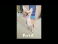 Chihuahua! - Pet MEP ( CLOSED ) READ DESCRIPTION