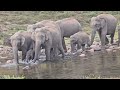 Anakulam Wild Elephants