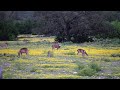 Beautiful Axis buck keeping watch over his harem.