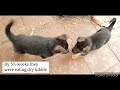 German Shepherd Puppies- Caring for the Litter Part 2