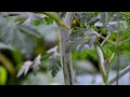 (The Northwest Forager) Ep. 13 Wild Carrot - Queen Anne's Lace