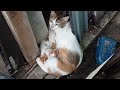 Kucing belang takut anaknya diambil