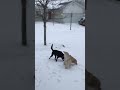 Dogs playing in the snow