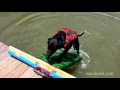 Dog Ramp for a Dock or Pool