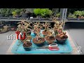 Bonsai premna collection by natee