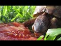 Lennox Eats A Tomato!