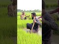 किसान धान की रोपाई के लिए सावधानी पूर्वक बिचड़ा उठा रहे हैं #agriculture #shorts #video