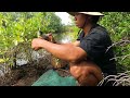Trapping Huge Mud Crabs Near Mangrove Forest  | BONG VATH |