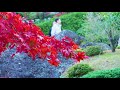 HAKONE【Autumn colors】Hakone Museum of Art.箱根美術館 #4K
