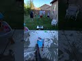 Water balloon fight