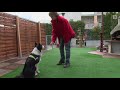 Lukas und Falco - Ein tierisches Trickdog-Duo!