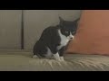 cat - video 2 (oreo)