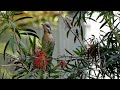 Bird Calls/Songs/Sounds~Spiny-cheeked Honeyeater #backyardbirds