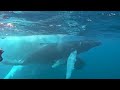 Humpback Whales - An Artist's Journey. Finding More Than Treasure on the Silver Banks