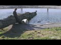 Siku Polar Bear Cub Meets Mama Bear