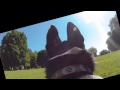 DogGoPro1