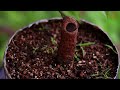 Bonsai Making From Branch cutting ⏲️ | 3.6 Years Timelapse ⏲️