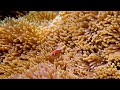 Aquarium 4K VIDEO (ULTRA HD) 🐠 Beautiful Coral Reef Fish - Colorful Marine Life & Peaceful Music #29