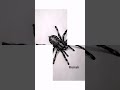 How to draw Spider 🕷️ step by step for beginners । Pencil drawing । Spider drawing