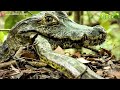 Terrifying Moment When Giant Python Attacks - Python vs Tiger, Leopard, Crocodile | Wild Animals