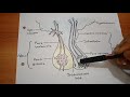 Structure and Working of Pituitary Gland (IN HINDI)