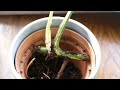 Variegated Monstera Soil Mix & Propagation| Houseplant Care