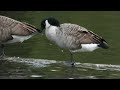 Nature Birds Sounds For Relaxing | Most Amazing Birds of the World | amazon bird