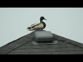 Mallard Duck napping on the rooftop