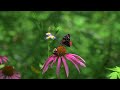 Butterflies In Motion (HD)