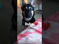 Like this video if you love dogs 🐕💙