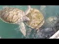 Turtle Island - Eastern Caribbean