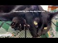 Black cat wasn't getting adopted. Then this woman took him home.