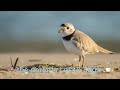 Piping Plover Chick