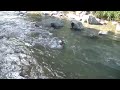 ジャック・ラッセル・テリア POCO 川で水泳
