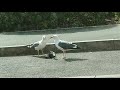 Seagull kills and eats pigeon