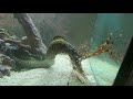 Savage the Speckled Moray Eel eats Lionfish for breakfast