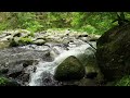 Virtual hike along the enchanted river Aist 🌲🌤️  | Austria | ASMR 4K