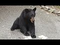 HELPING OUT AN INJURED BLACK BEAR CUB