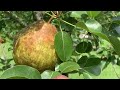 Growing Kieffer Pears from Spring Blooming to Summer Harvest! Complete Process!