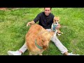 Golden Retriever Meets Terrified Rescue Puppy