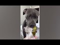 Funniest Animals 2024 🤣😅 New Funny Cats and Dogs Videos